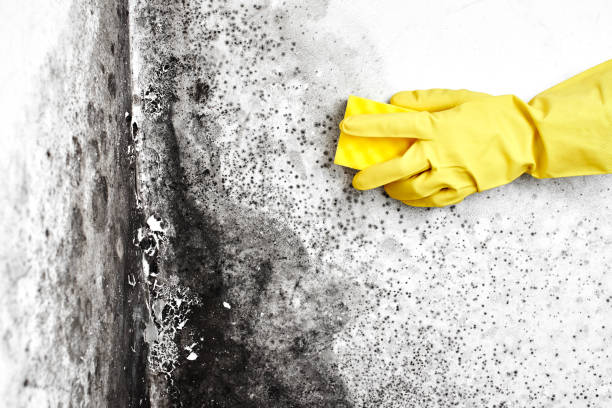 Best Crawl Space Mold Remediation  in Maysville, NC