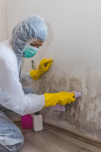Best Mold Documentation for Insurance Claims  in Maysville, NC