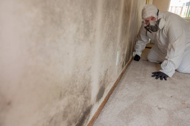 Biohazard Mold Removal in Maysville, NC